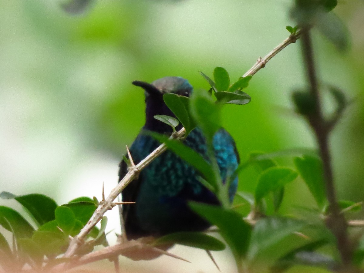 kolibřík modrolící - ML610870103