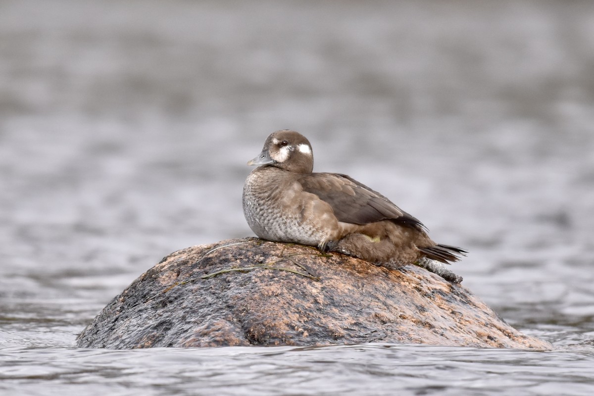 Harlequin Duck - ML610870120