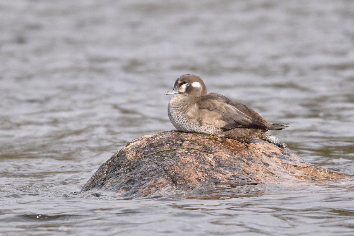 Harlequin Duck - ML610870121