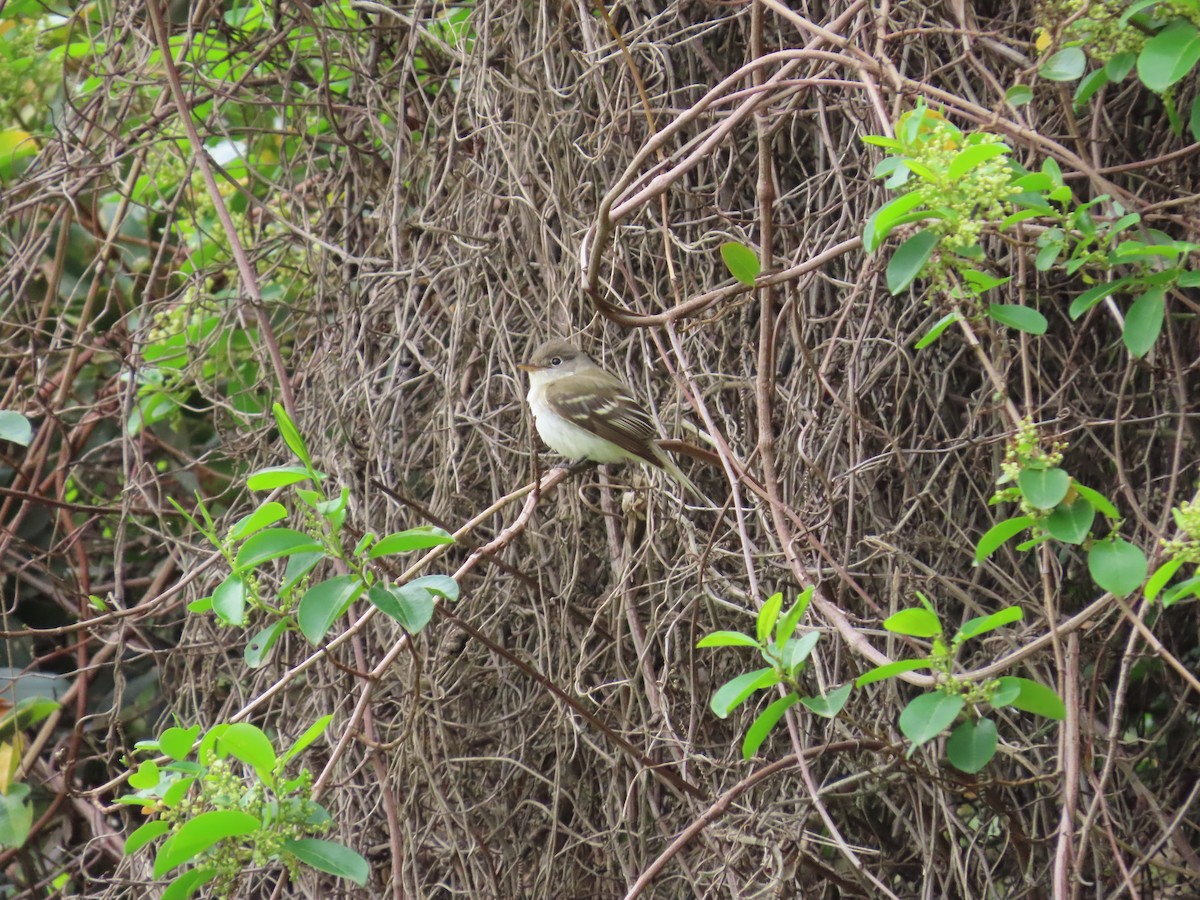 Alder Flycatcher - ML610870136