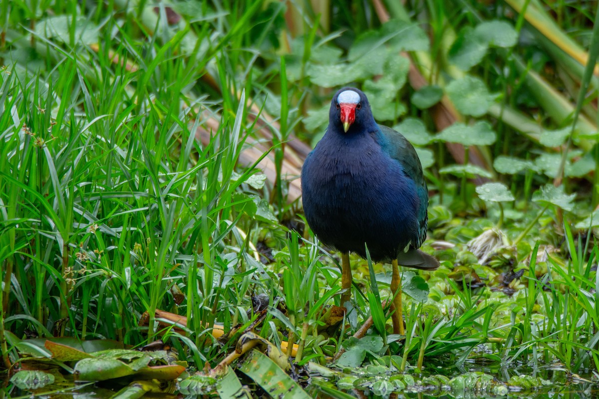 Purple Gallinule - LUCIANO BERNARDES