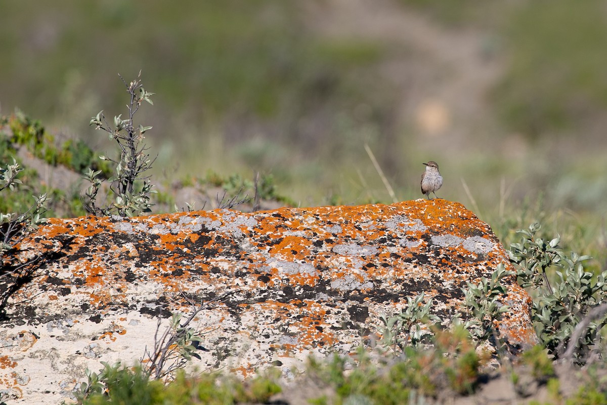 Rock Wren - Aaron Roberge