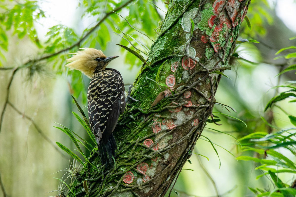 Blond-crested Woodpecker - ML610870149