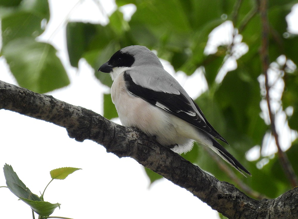 Lesser Gray Shrike - ML610870156