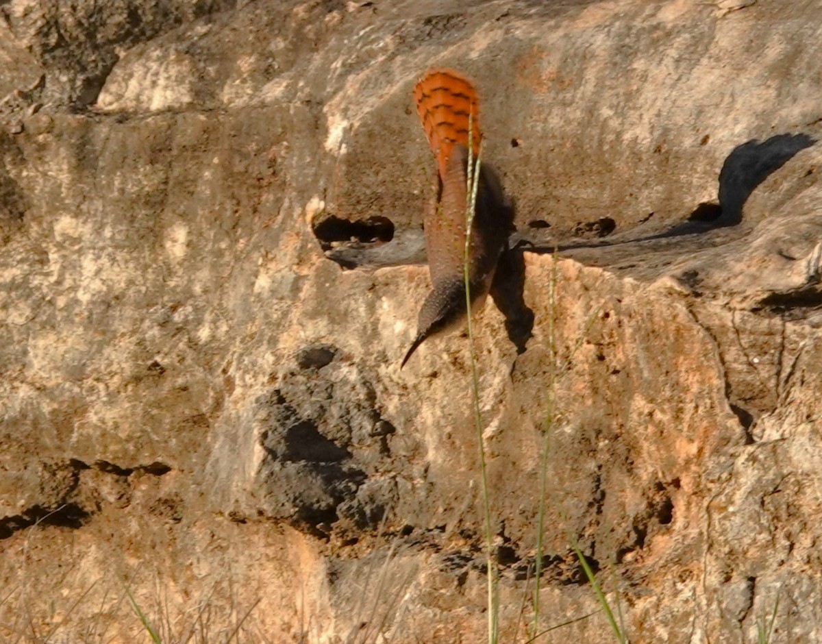 Canyon Wren - Doug Willick