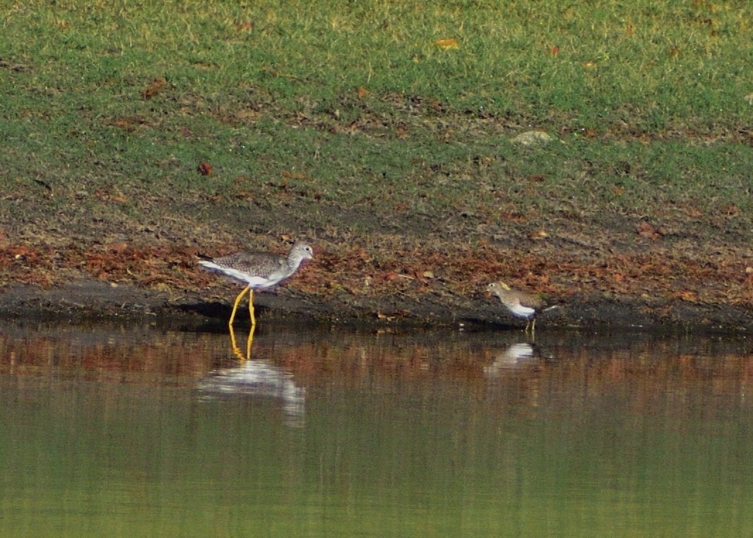 Solitary Sandpiper - ML610870193