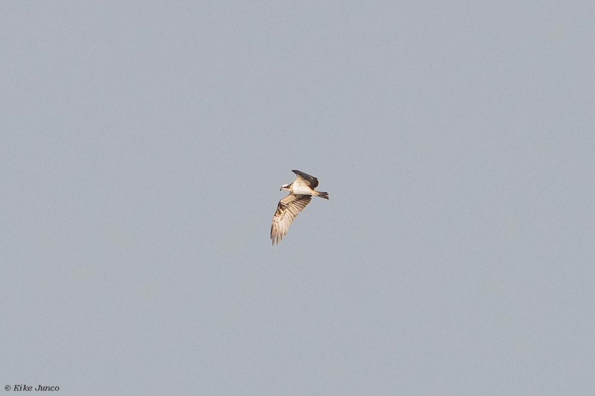 Osprey - Kike Junco