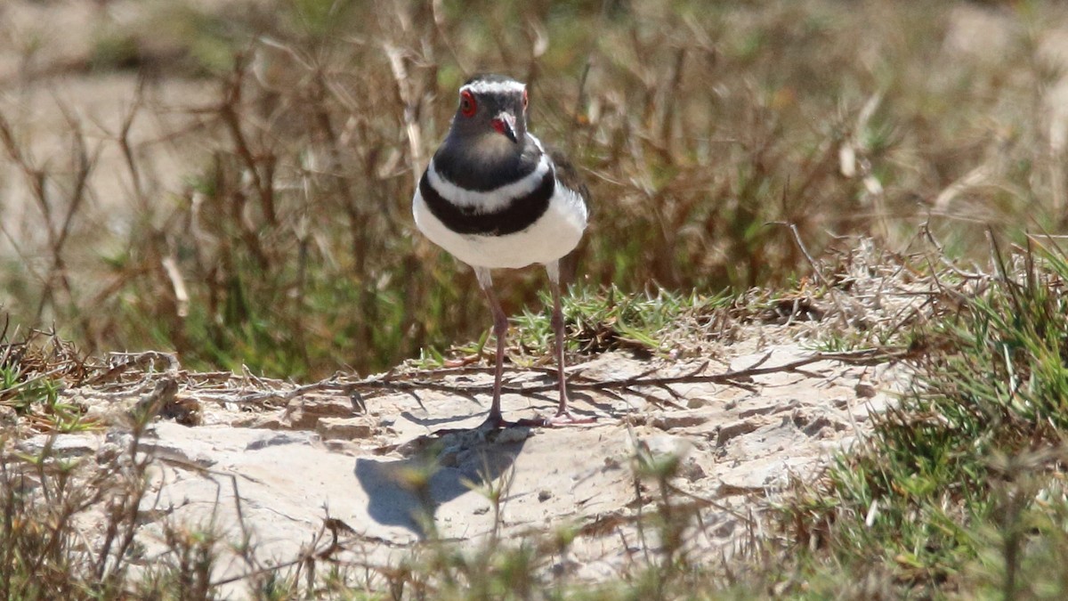 Three-banded Plover (Madagascar) - Rick Folkening