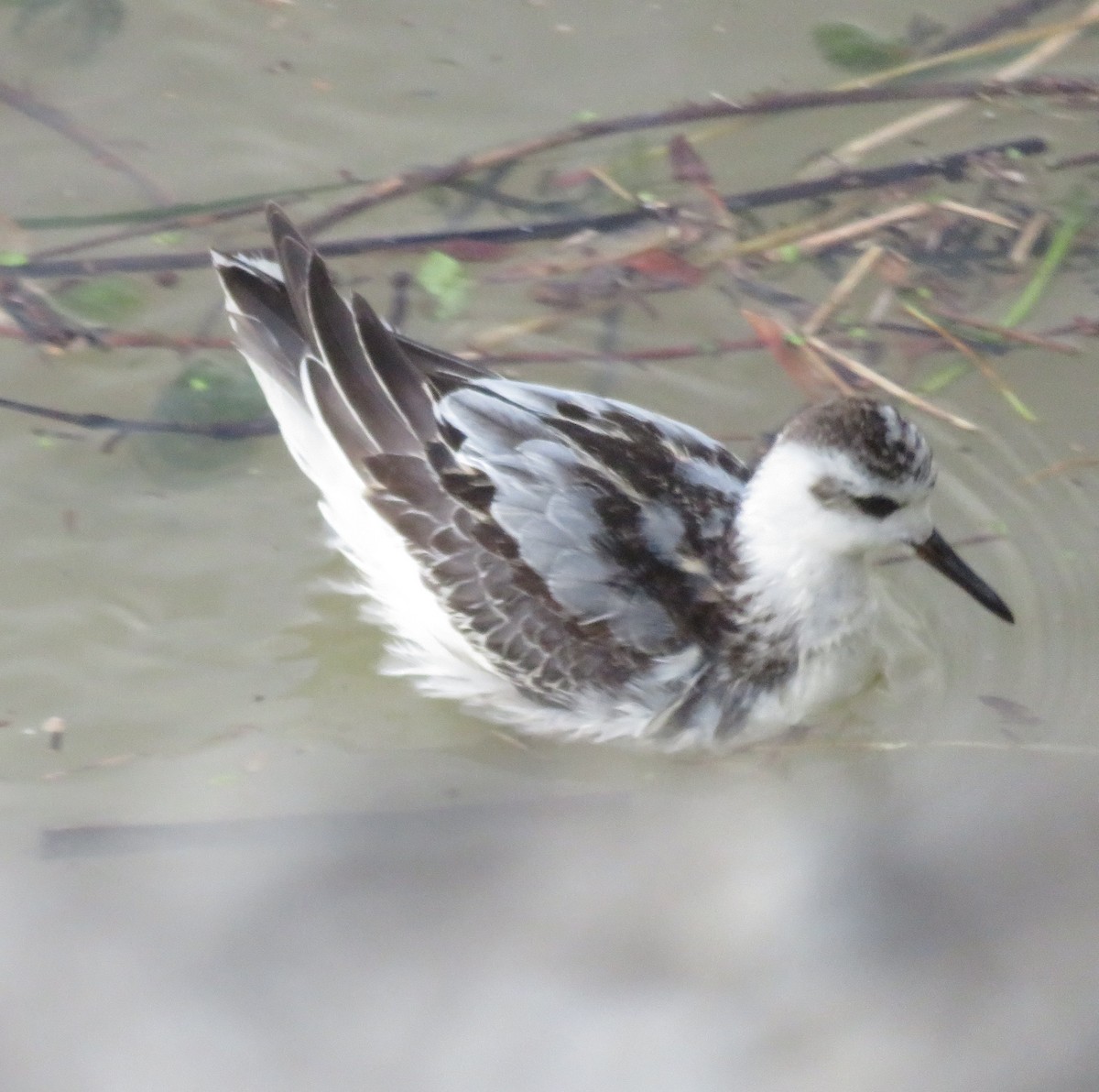 lyskonoh ploskozobý - ML610870222