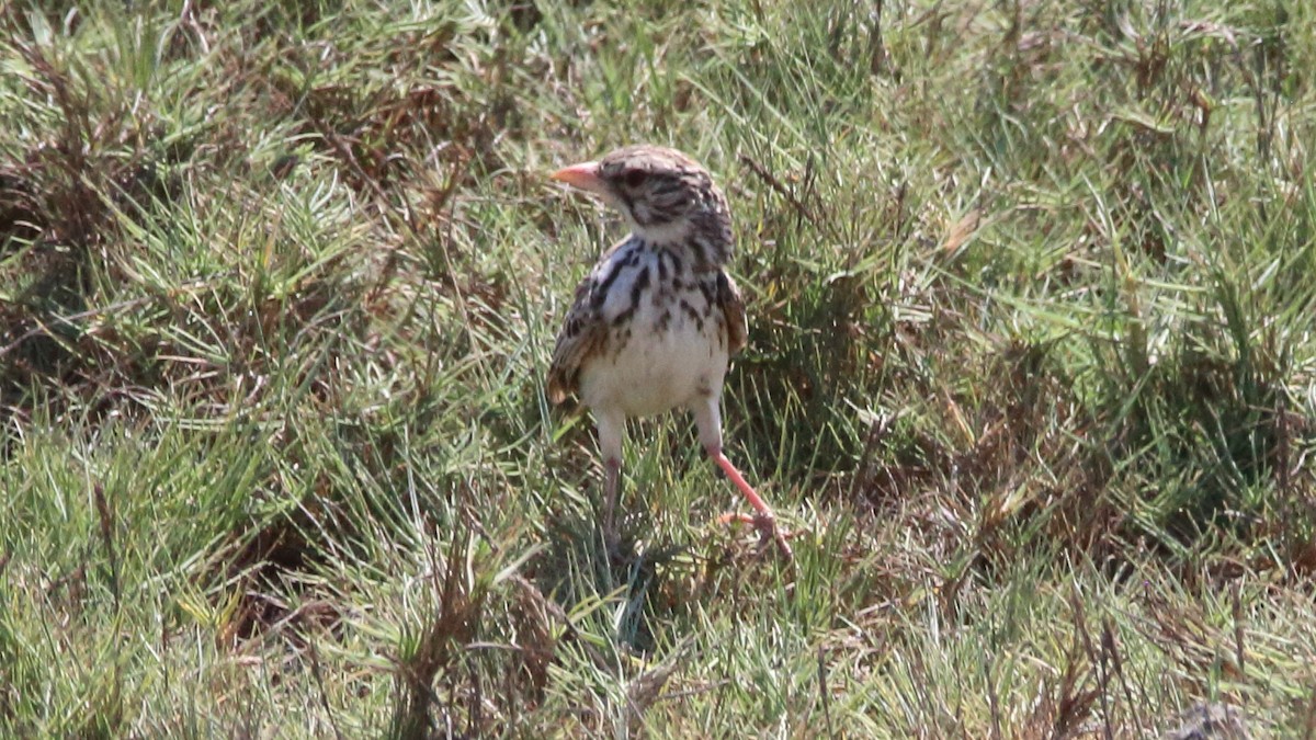 Madagascar Lark - ML610870224