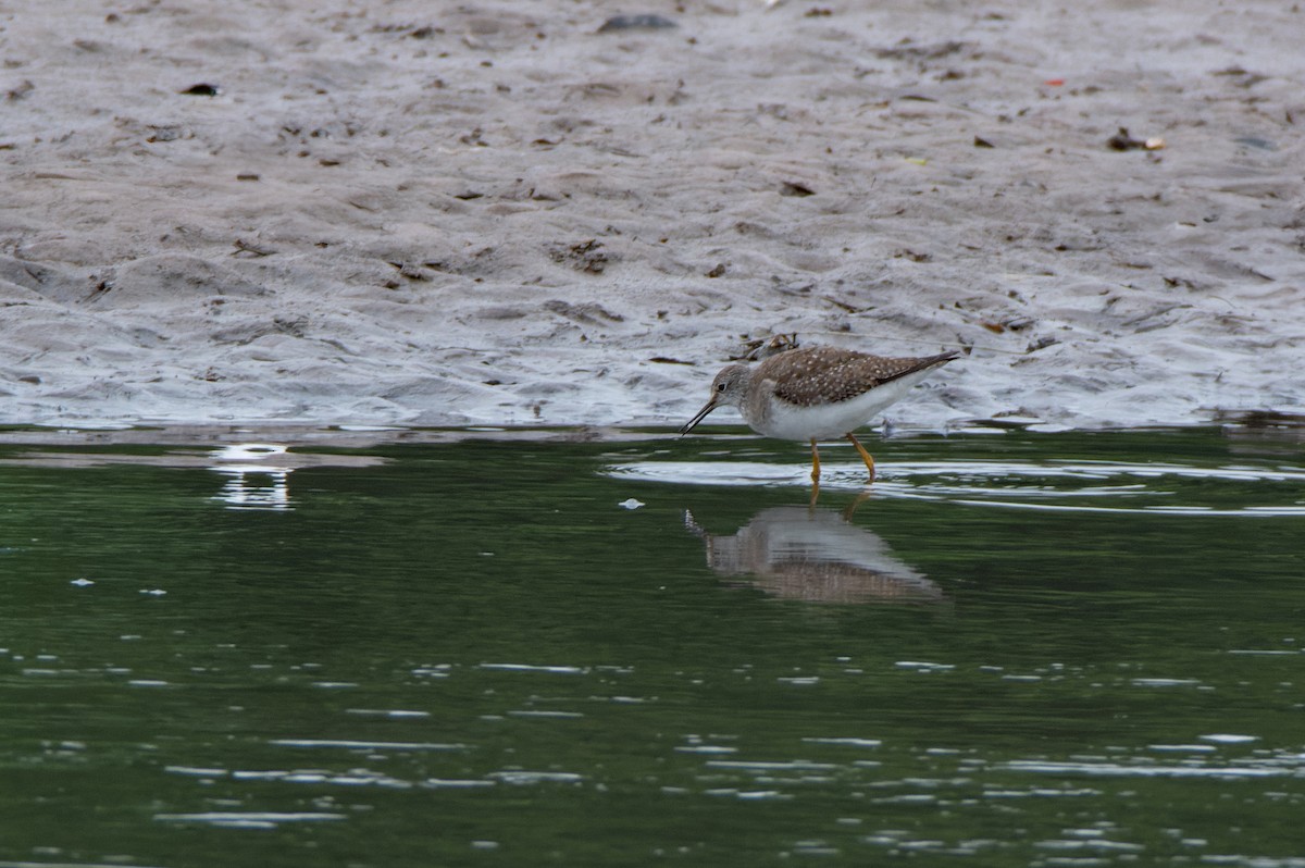 Solitary Sandpiper - LUCIANO BERNARDES