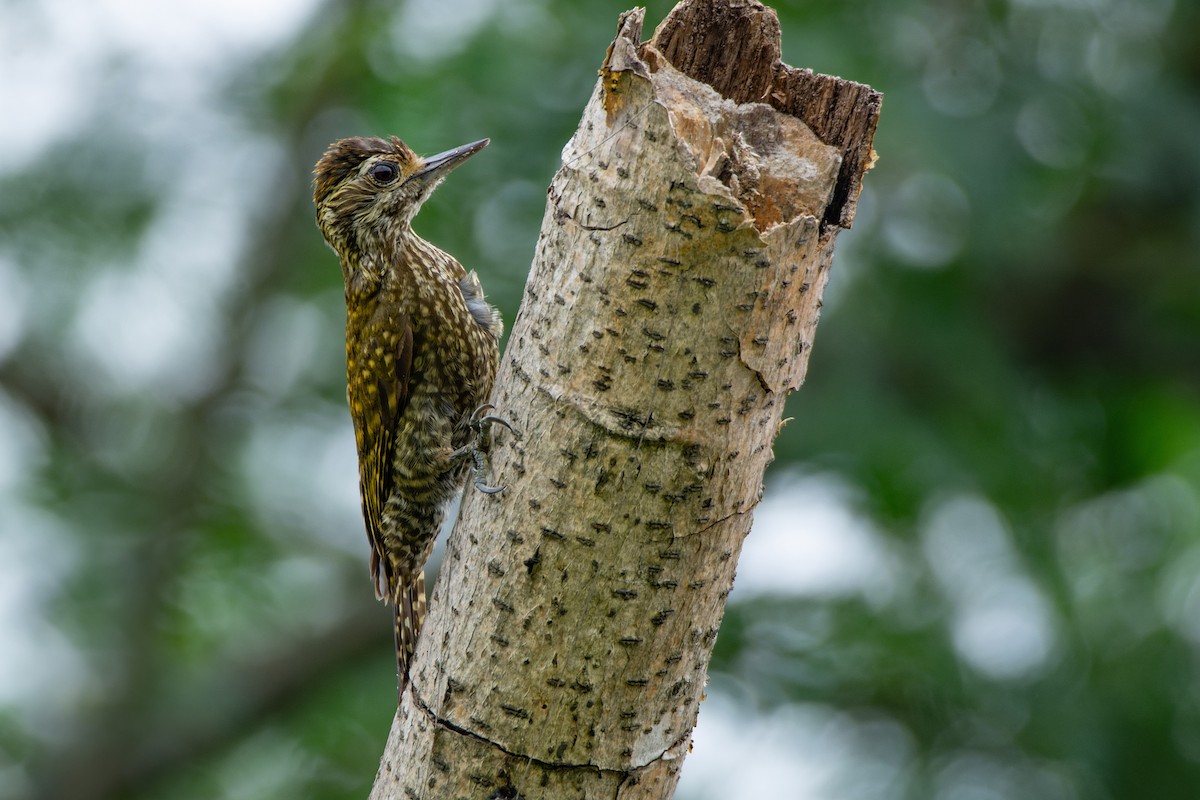White-spotted Woodpecker - LUCIANO BERNARDES