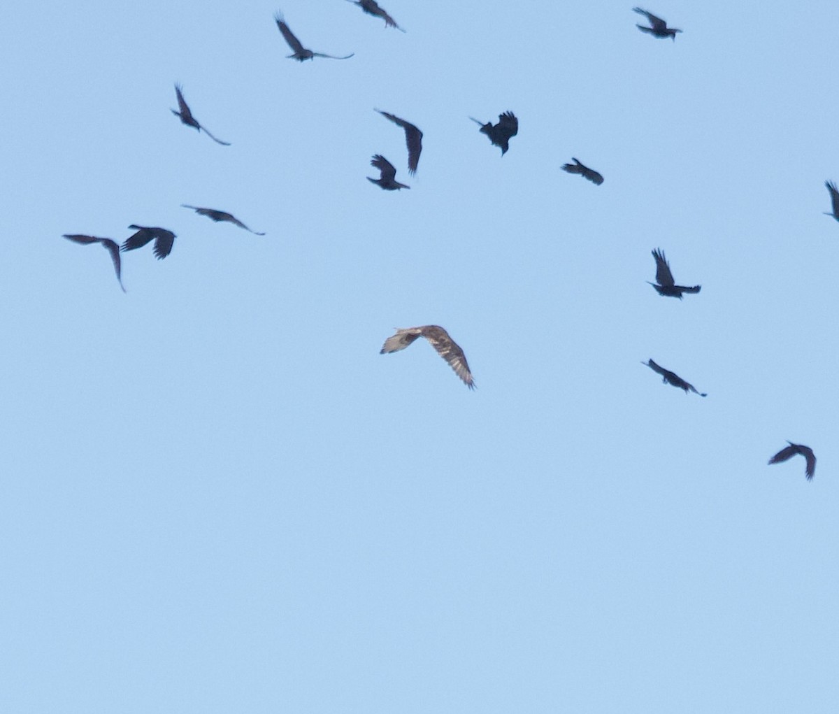 Ferruginous Hawk - ML610870396