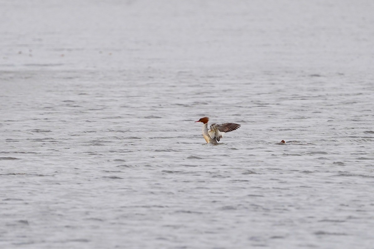 Common Merganser - Paul Vancraybex