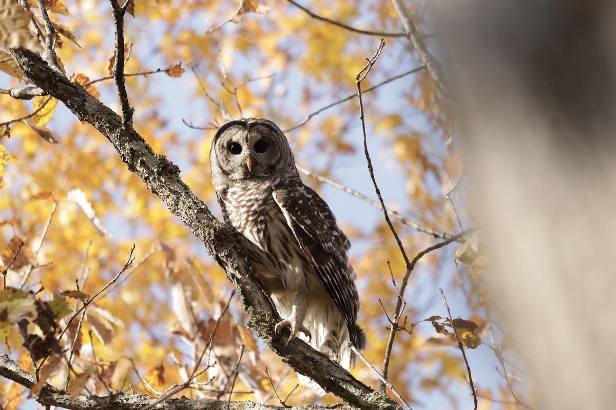 Barred Owl - Lee Payne