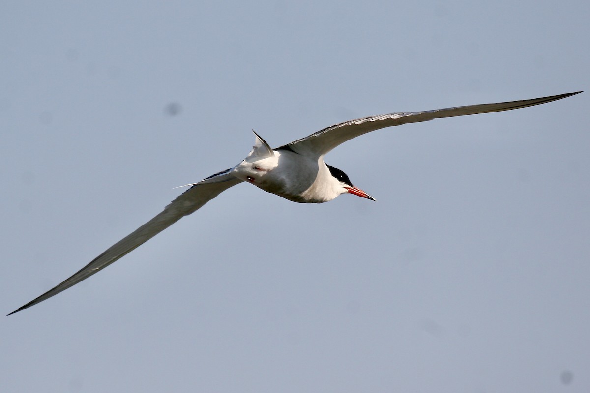 Common Tern - ML610870452