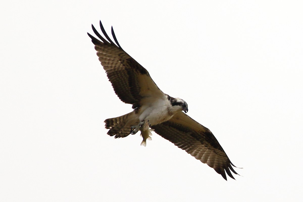 Osprey - ML610870468