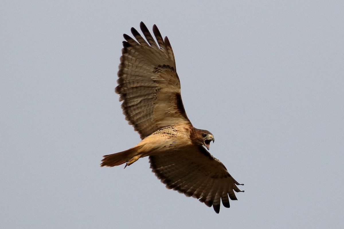Red-tailed Hawk - John Manger