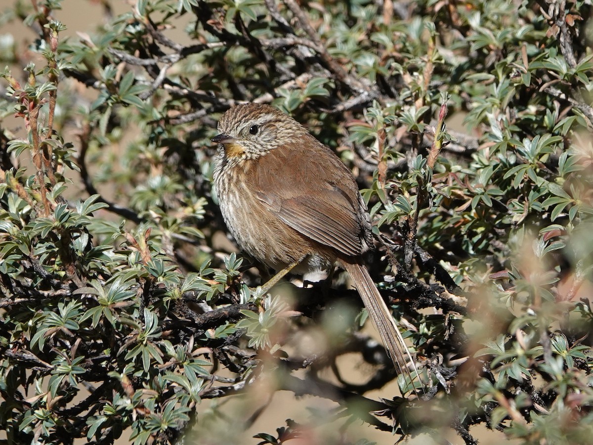 Line-fronted Canastero - Barry Reed