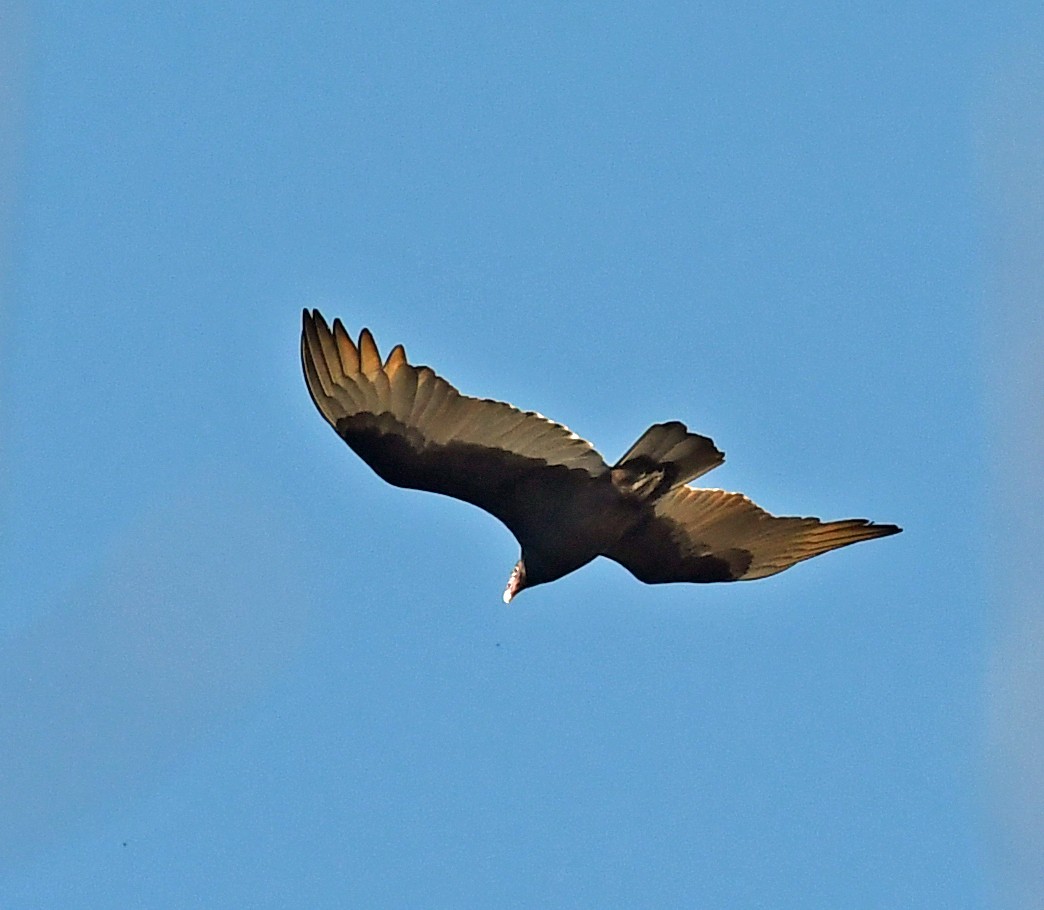 Turkey Vulture - Richard Taylor