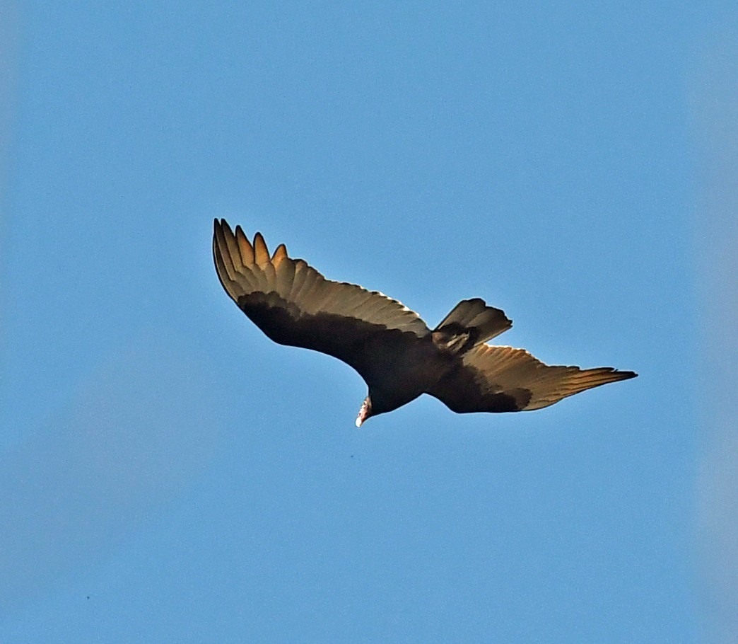 Turkey Vulture - ML610870595