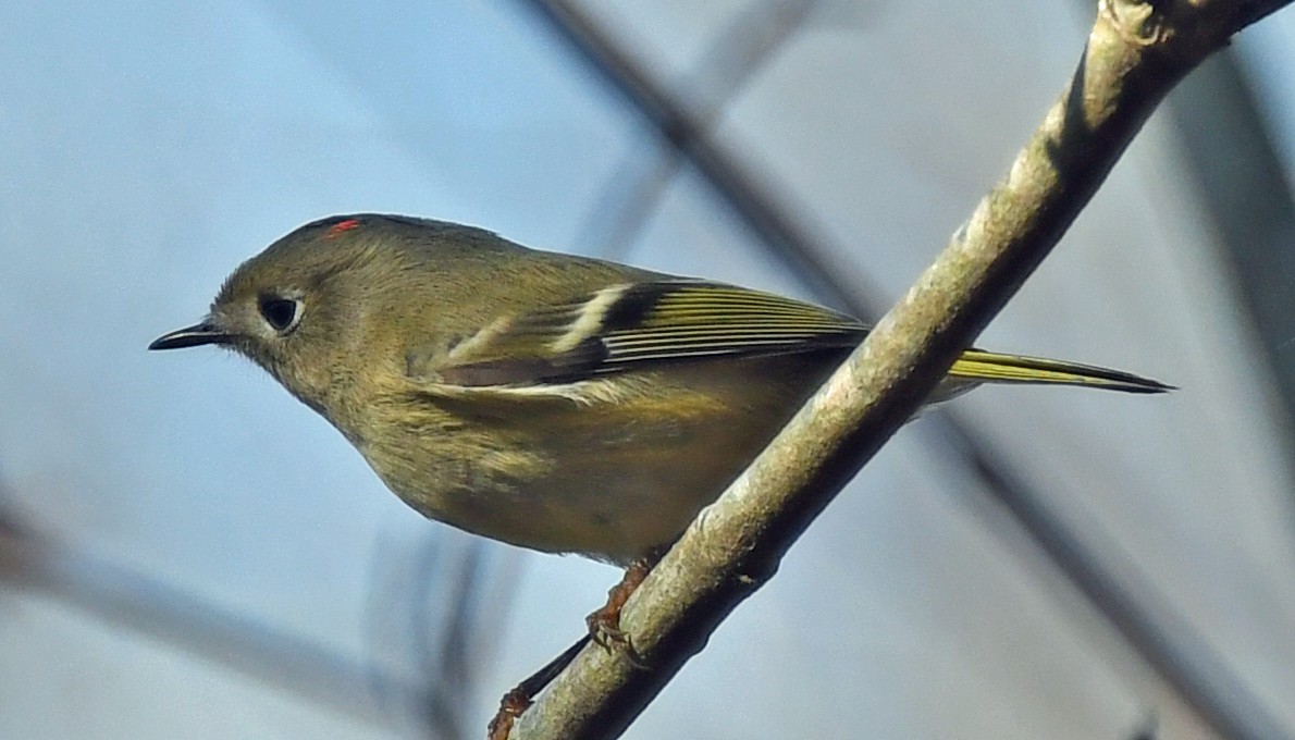 Roitelet à couronne rubis - ML610870617