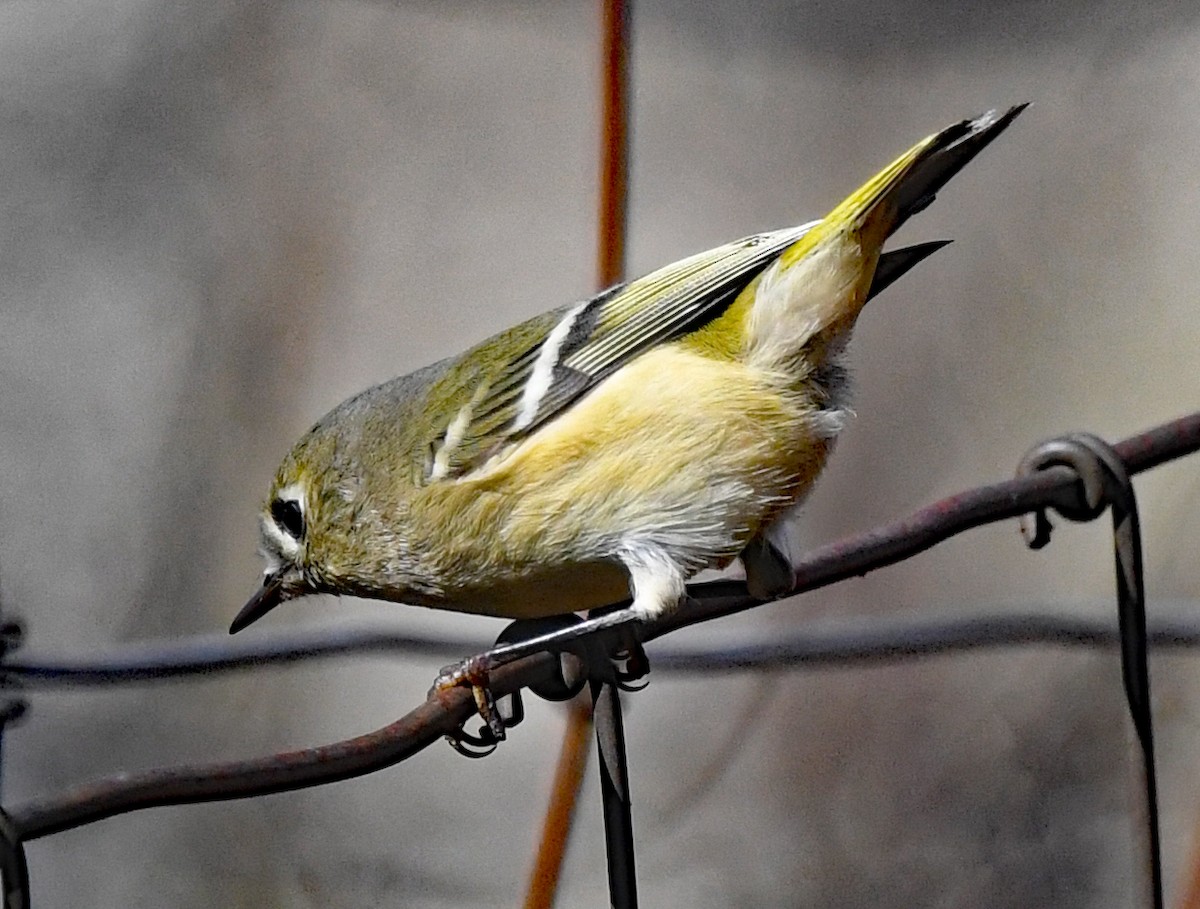 Ruby-crowned Kinglet - Richard Taylor