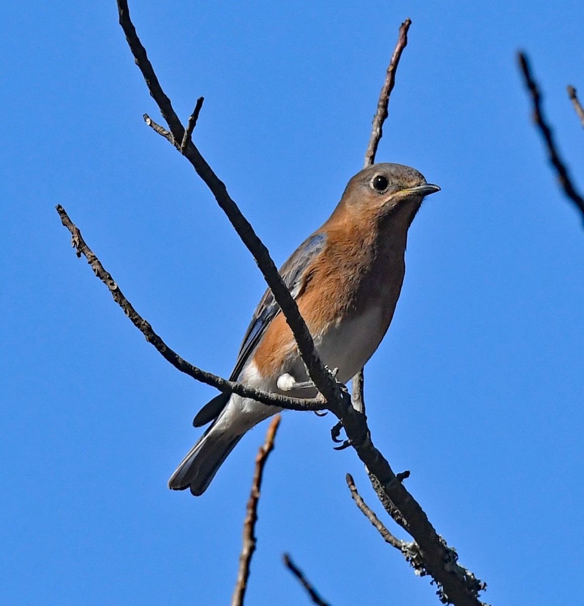 Eastern Bluebird - Richard Taylor