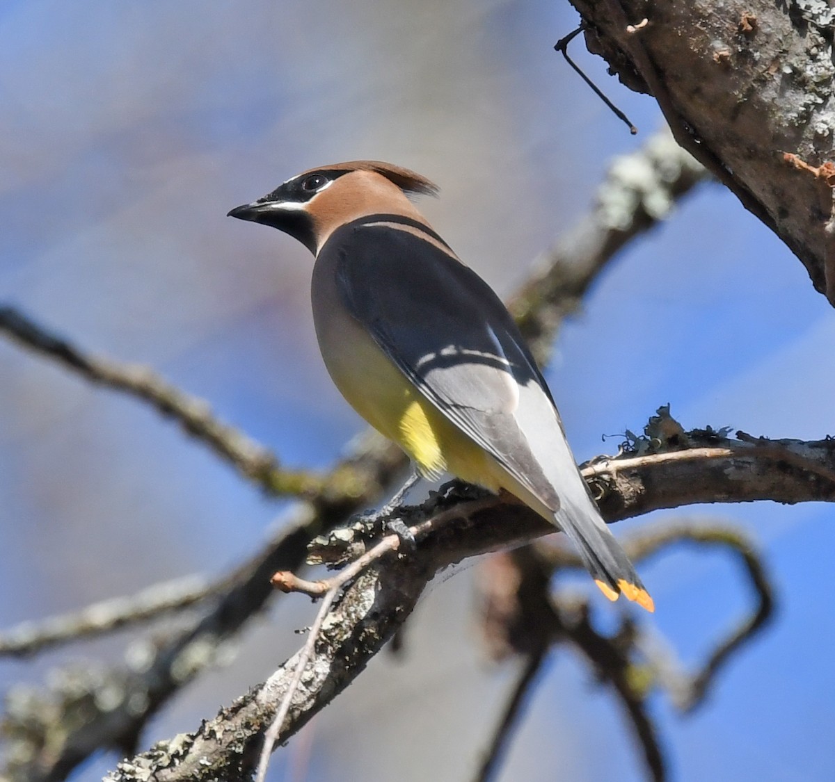 Cedar Waxwing - Richard Taylor