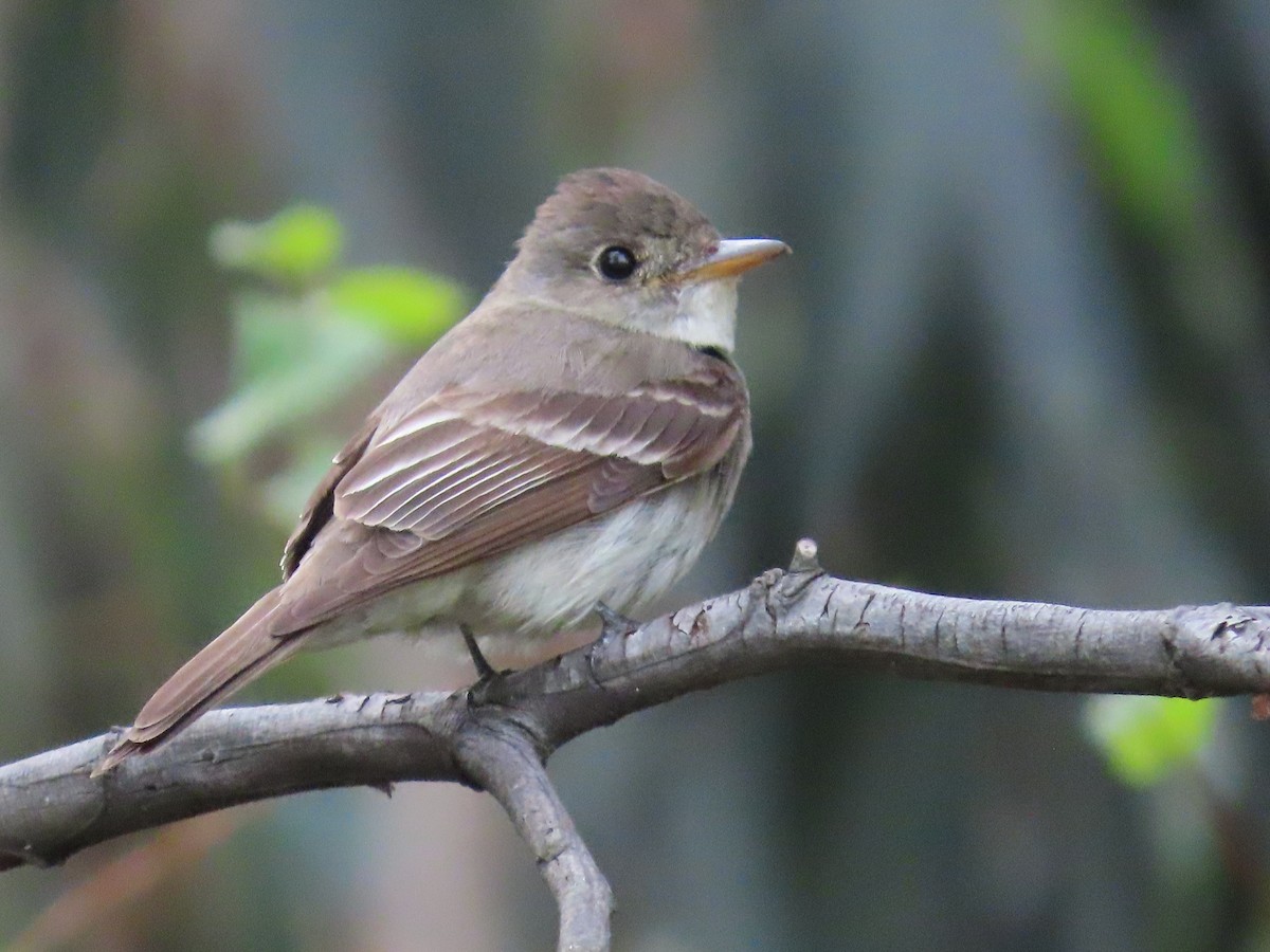 Eastern Wood-Pewee - ML610870655