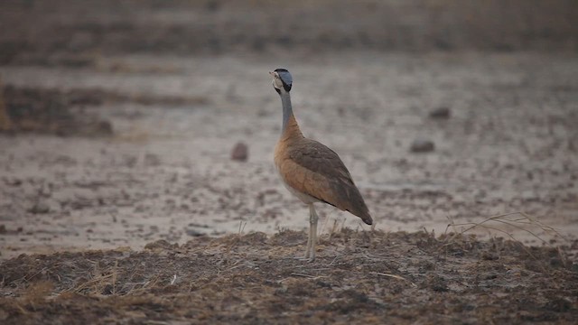 White-bellied Bustard - ML610870671