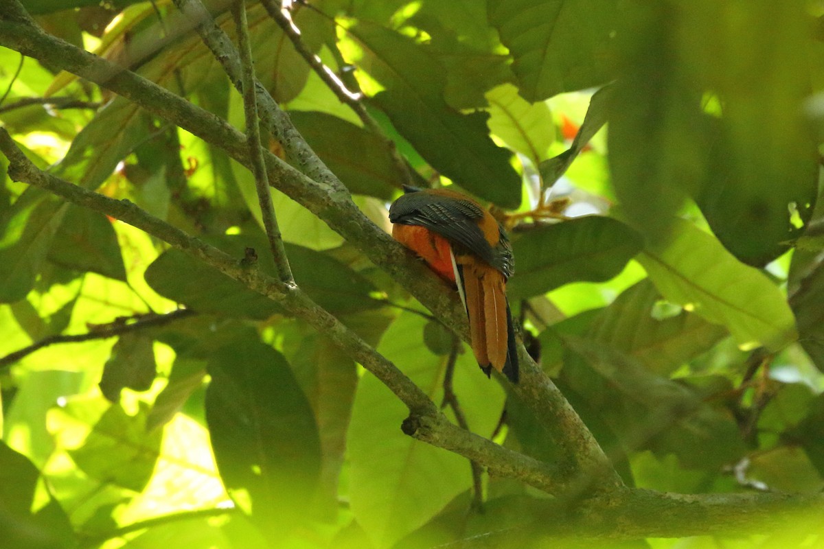 Cinnamon-rumped Trogon - Simon Feys