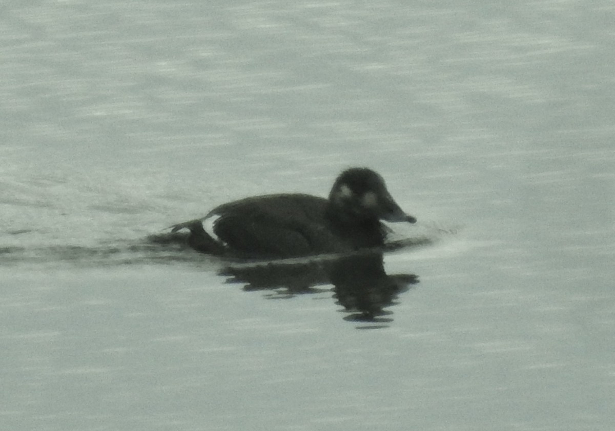 White-winged Scoter - ML610870759