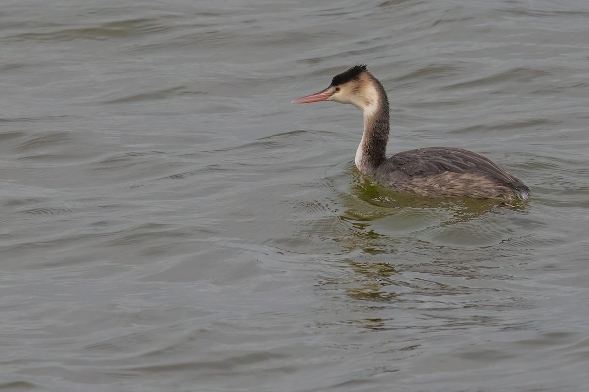 Great Crested Grebe - ML610870807