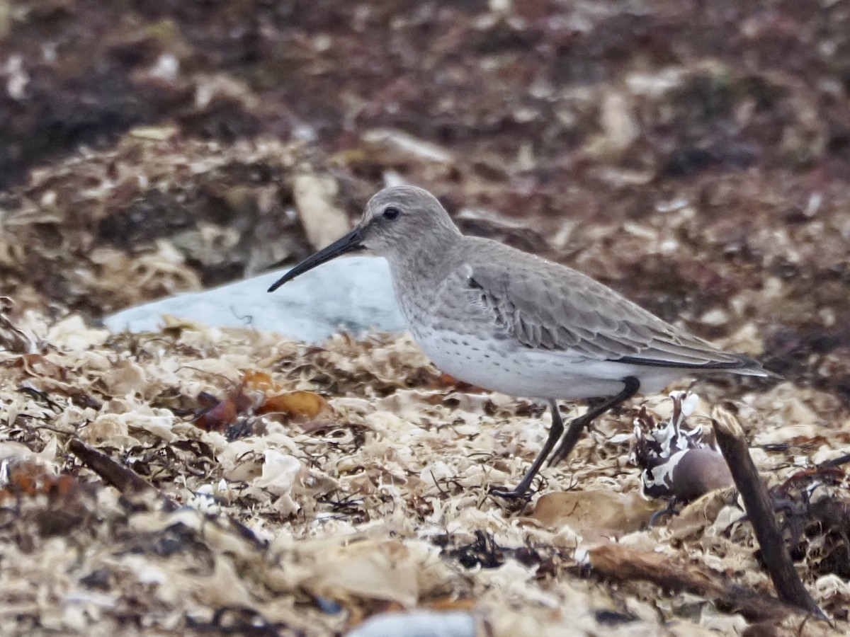 Alpenstrandläufer - ML610870822