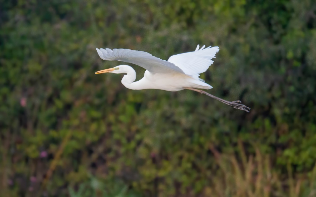 Great Egret - ML610870854