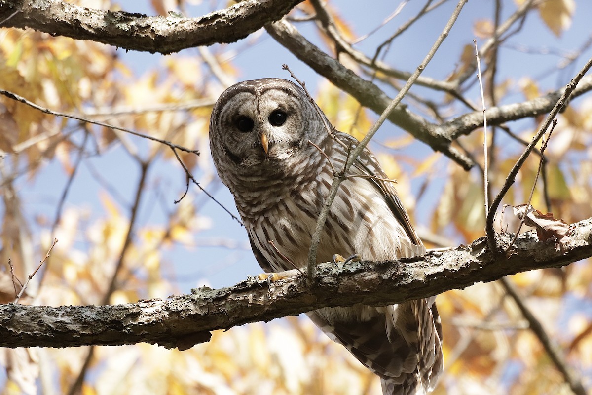 Barred Owl - ML610870855