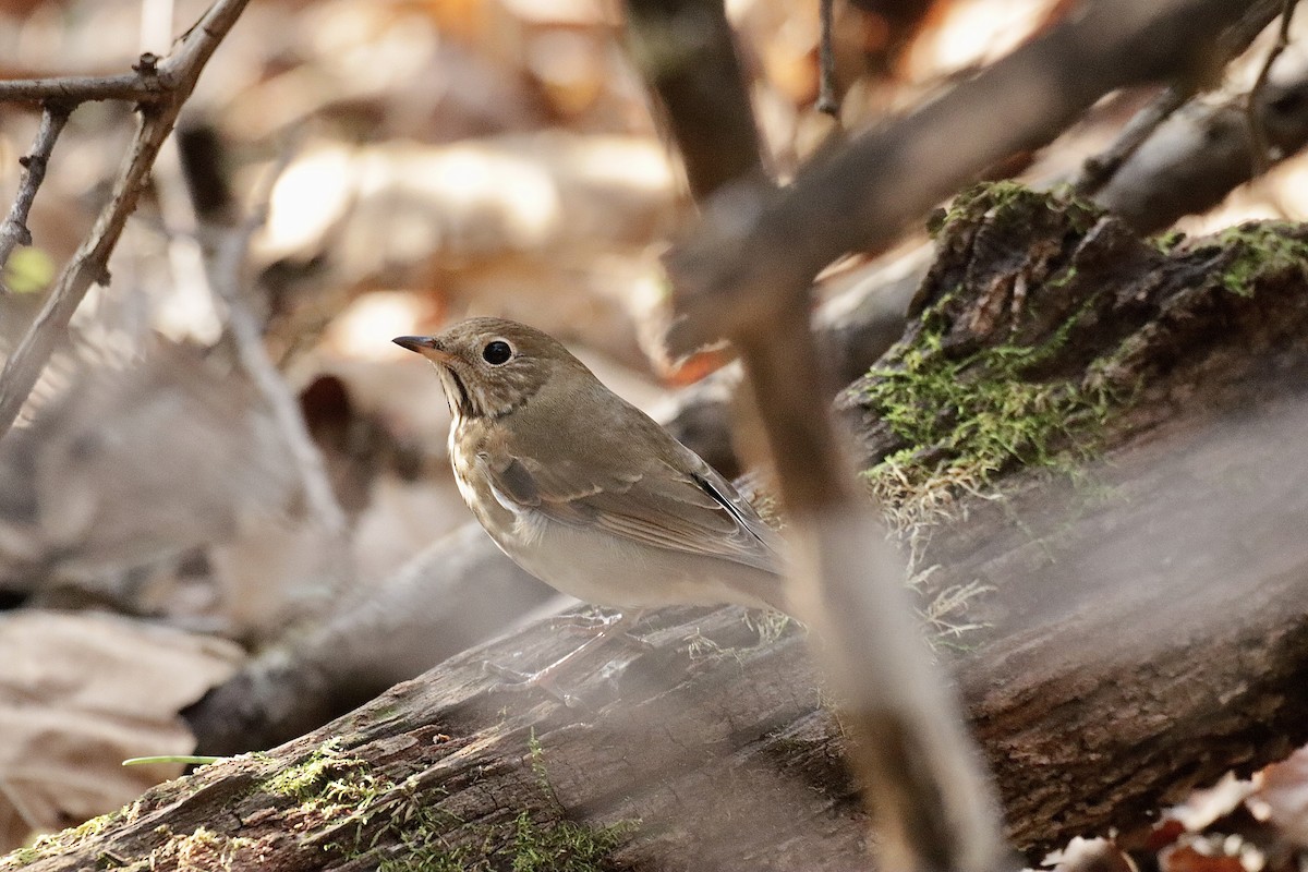 Hermit Thrush - ML610870875