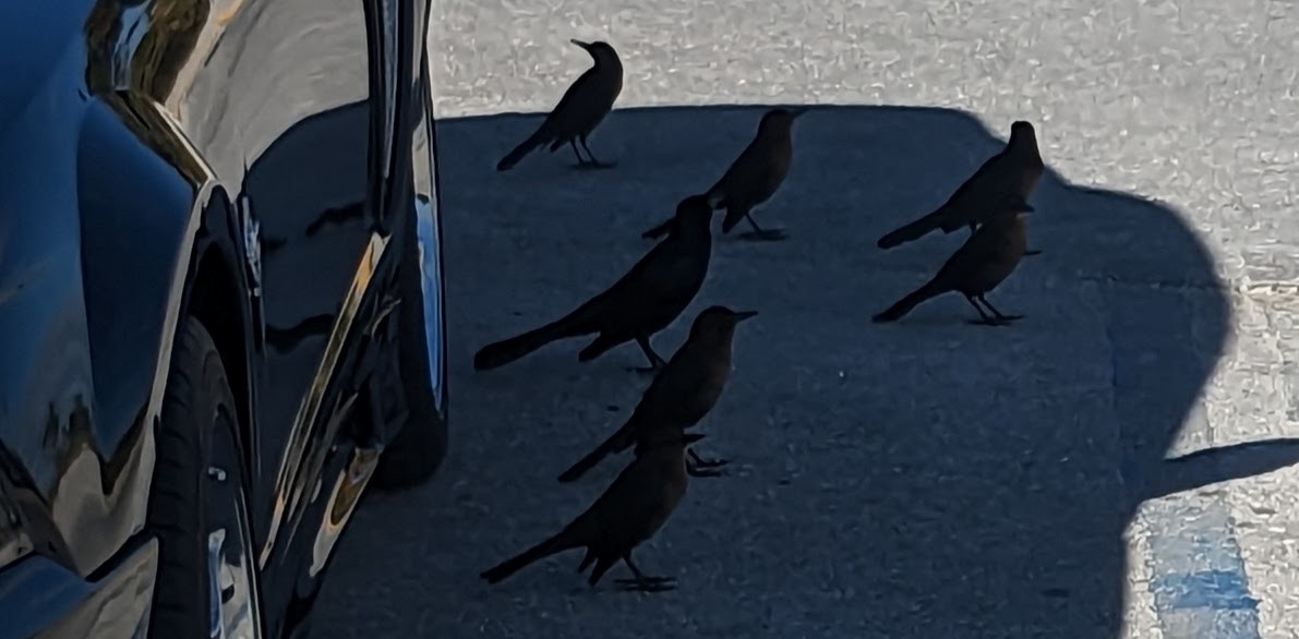 Boat-tailed Grackle - Richard Stanton