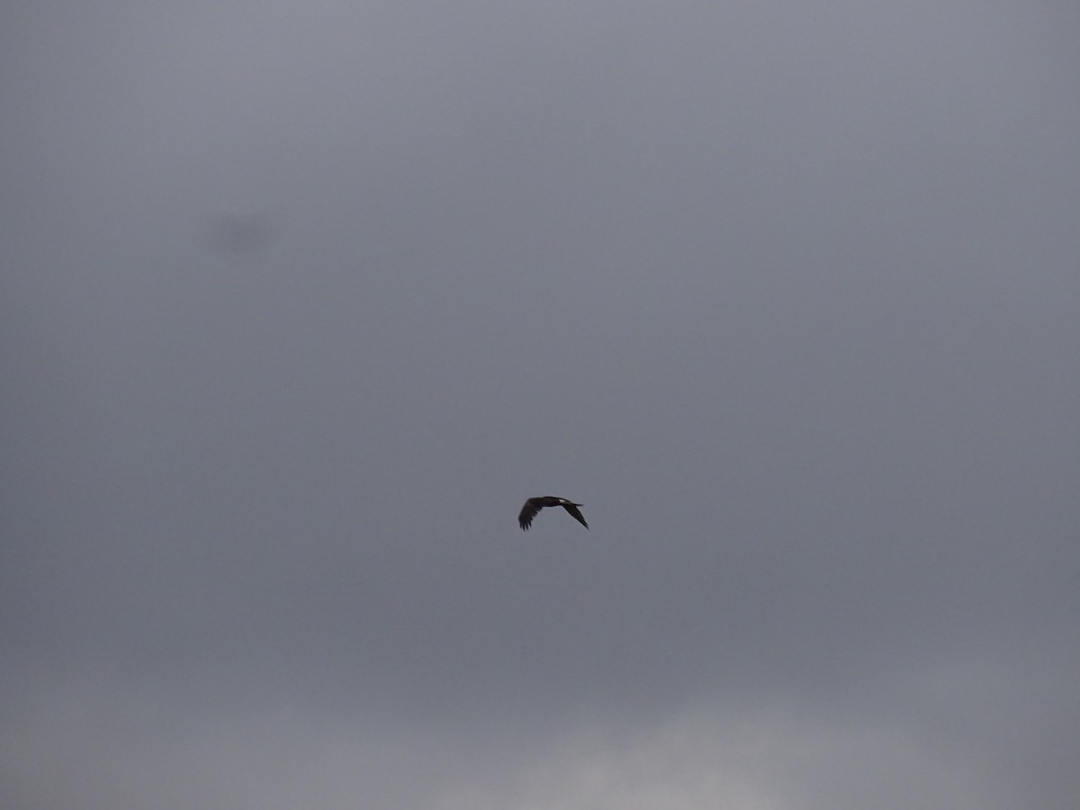 Northern Harrier - ML610870958