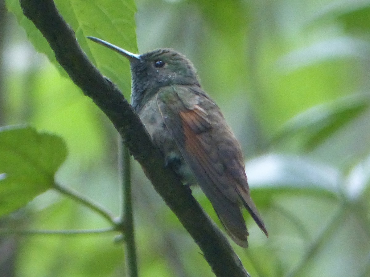 Berylline Hummingbird - ML610871012