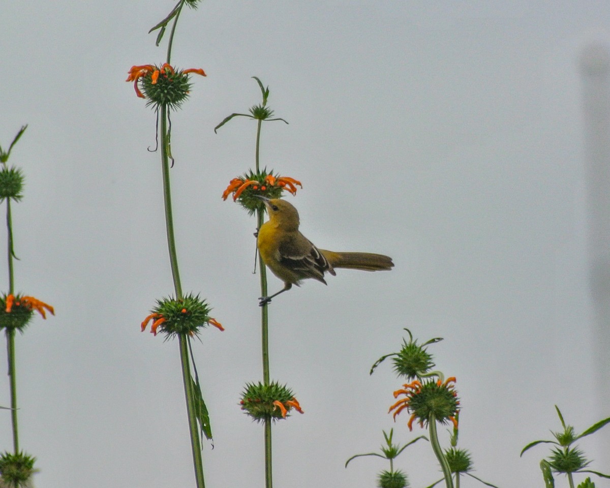 Oriole masqué - ML610871042