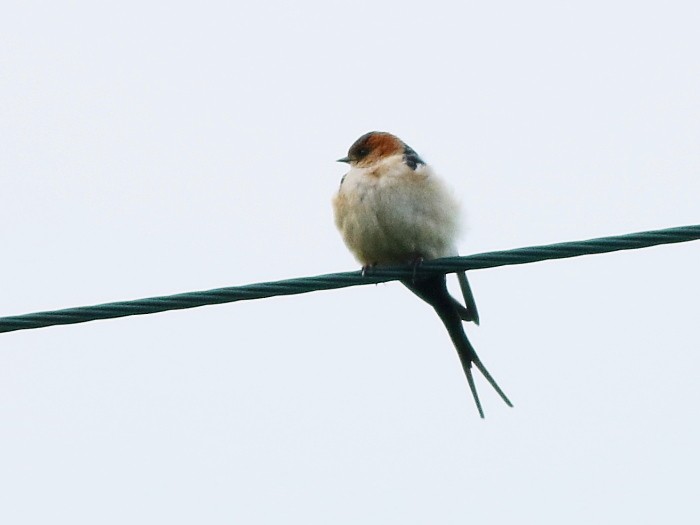 Red-rumped Swallow - ML610871077