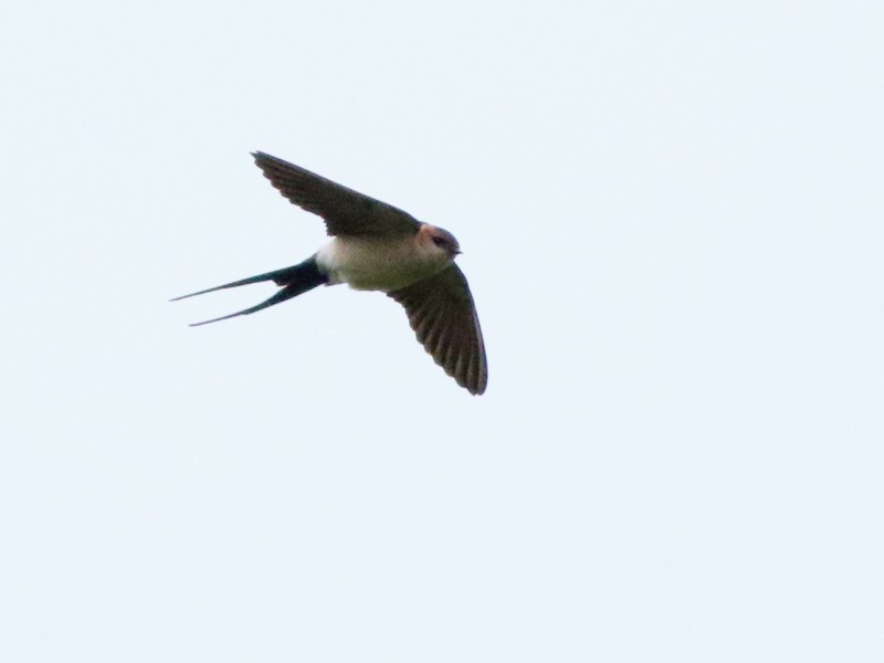 Red-rumped Swallow - ML610871078