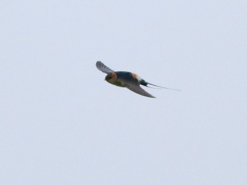 Red-rumped Swallow - ML610871079