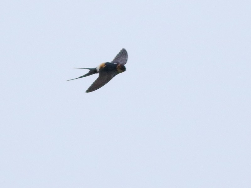 Red-rumped Swallow - ML610871081