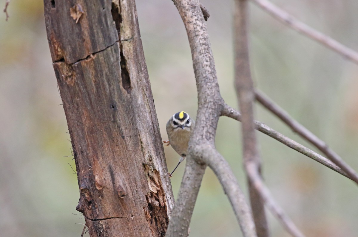 Golden-crowned Kinglet - ML610871094