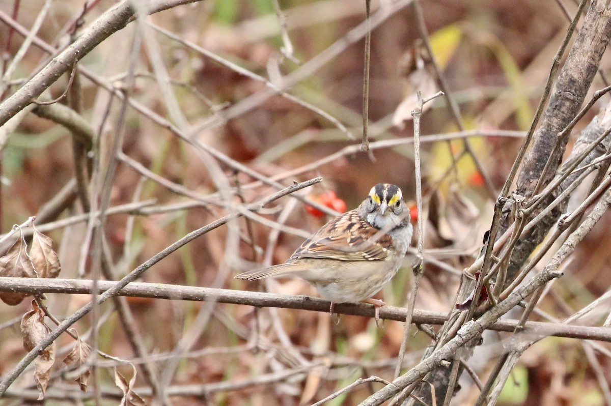 White-throated Sparrow - ML610871097