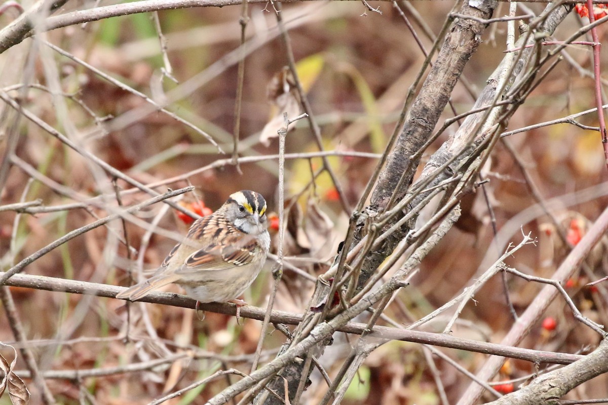 White-throated Sparrow - ML610871098