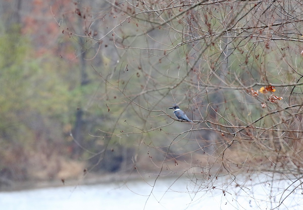 Belted Kingfisher - ML610871100
